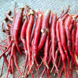 Sâm cau: Đặc điểm và những công dụng trị bệnh